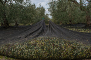 OLIO DI OLIVA LA RACCOLTA IN PUGLIAAGRICOLA SINISI